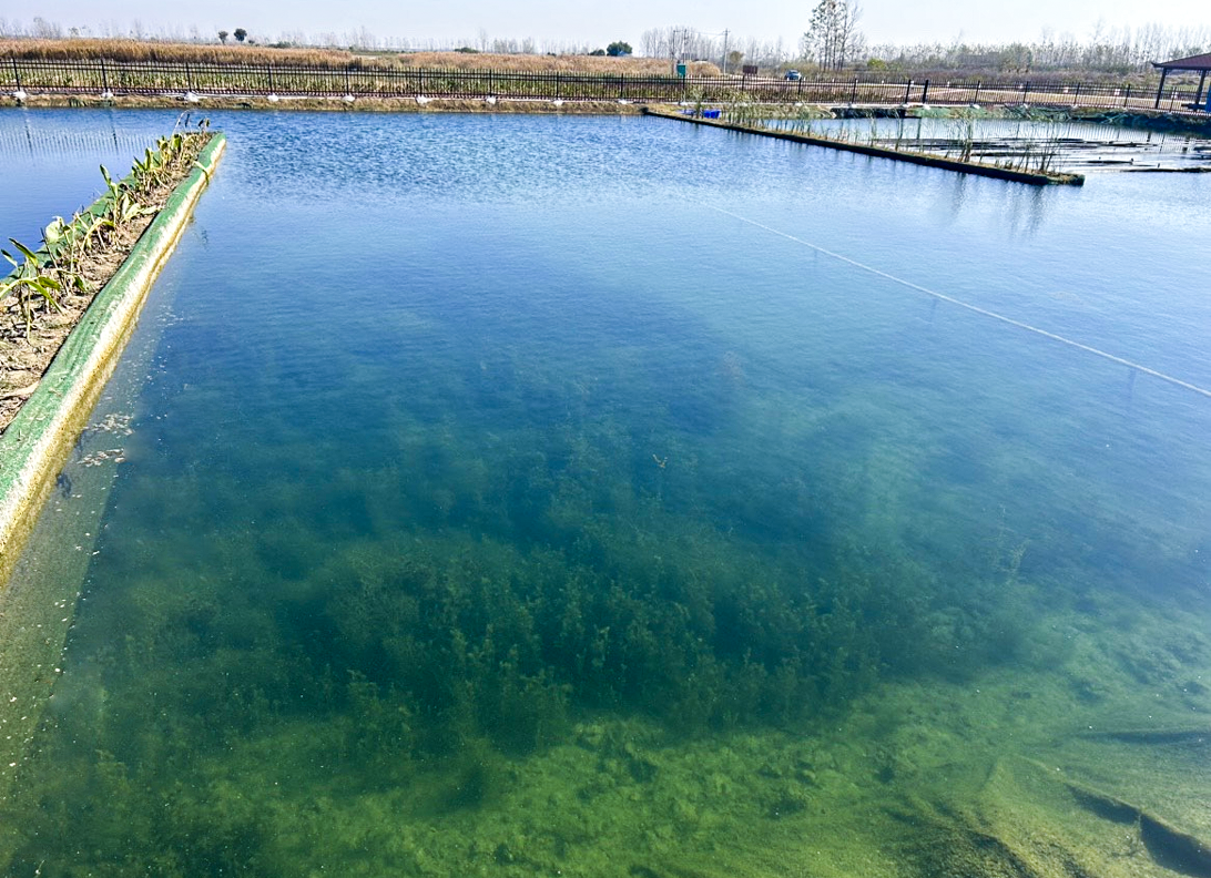 安徽 • 平塘水库尾水湿地生态化改造工程