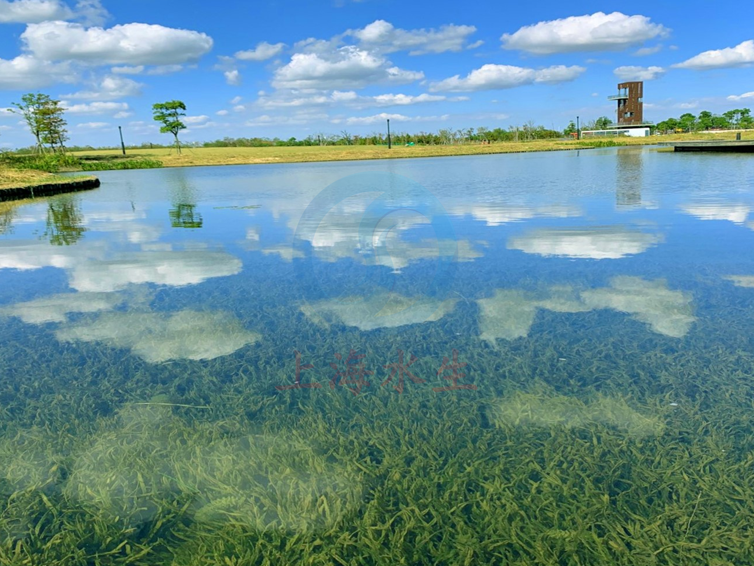 上海 &bull; 临港春花秋色湿地塘