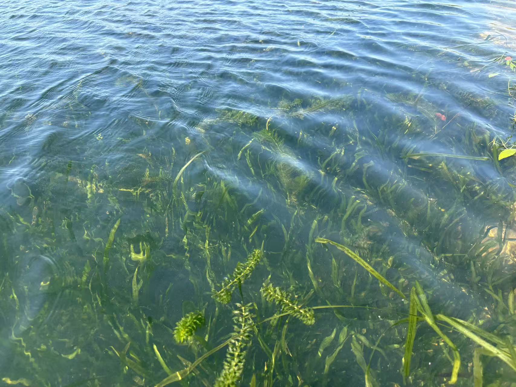 巢湖里竟有个1万平方米的&ldquo;水下森林&rdquo;？