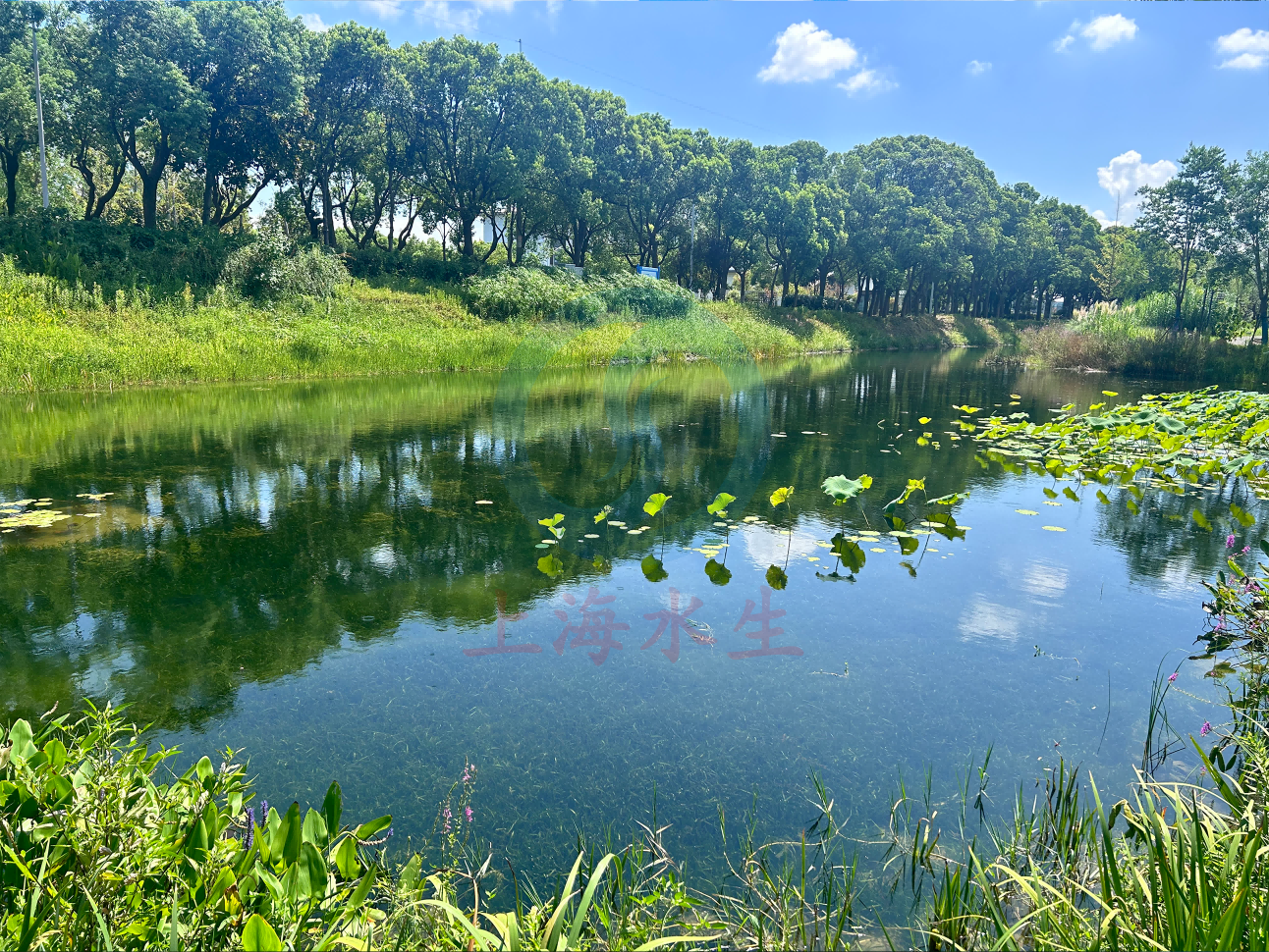 奉贤小河道生态治理1.png 奉贤小河道生态治理1.png