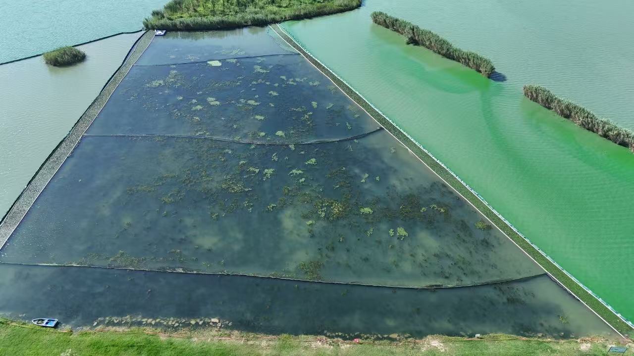 巢湖里竟有个1万平方米的“水下森林”?(图2) 巢湖里竟有个1万平方米的“水下森林”?(图2)